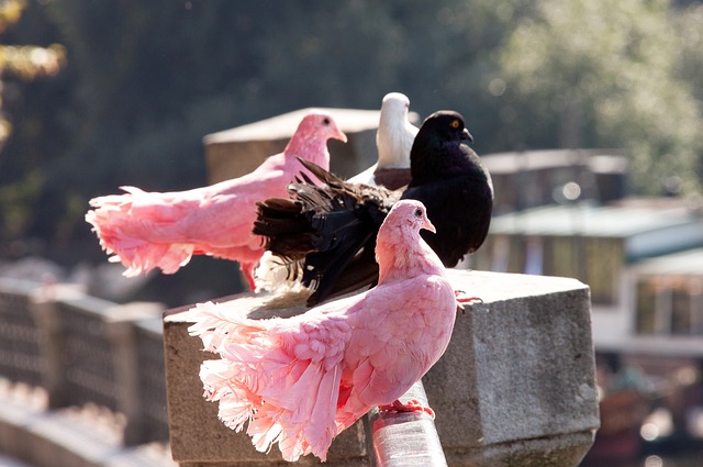 简单的庆祝 简单的庆祝